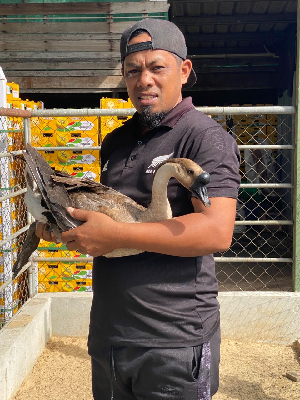Home-raised Goose