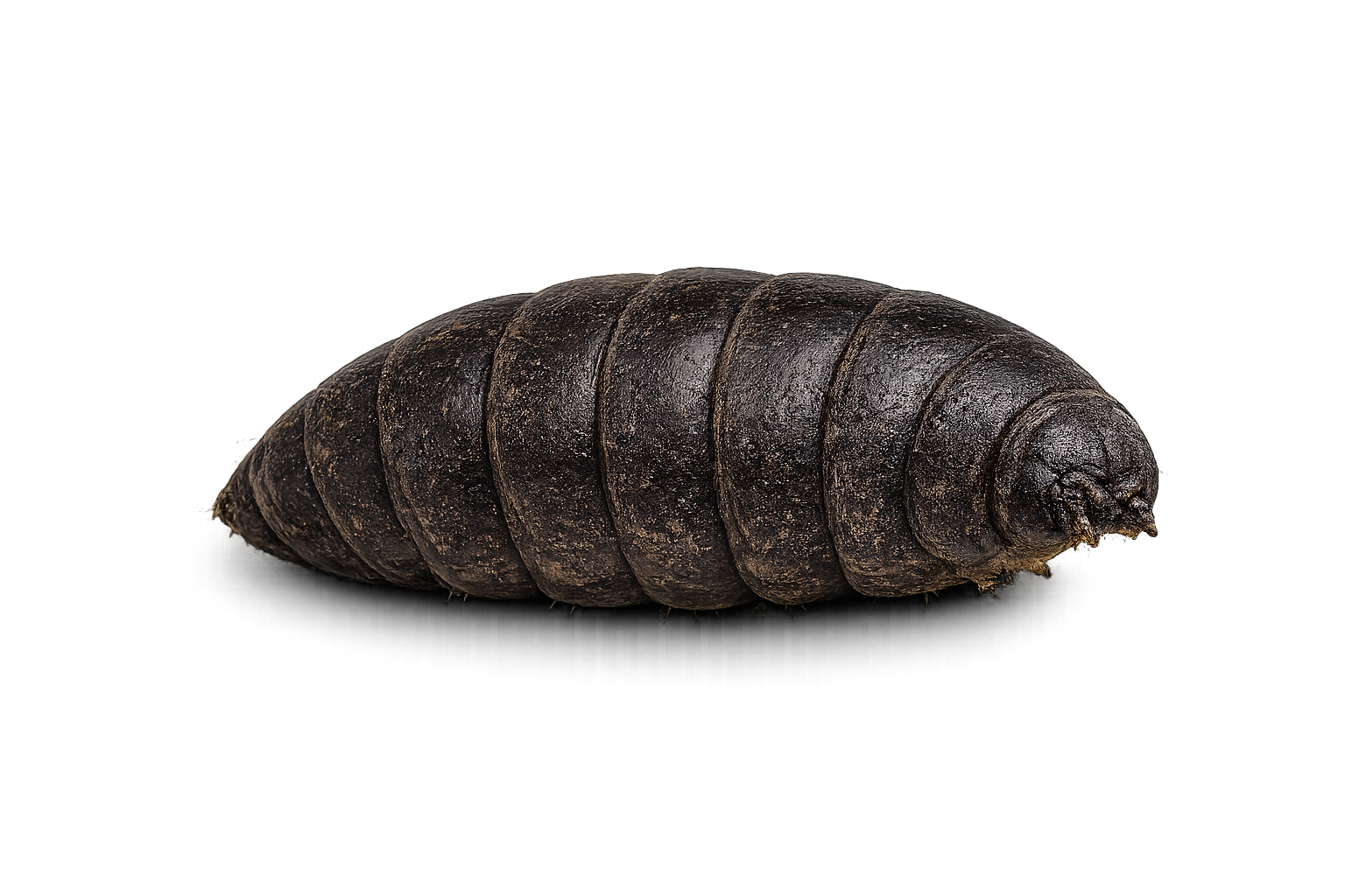 Hardened Black Soldier Fly pupae