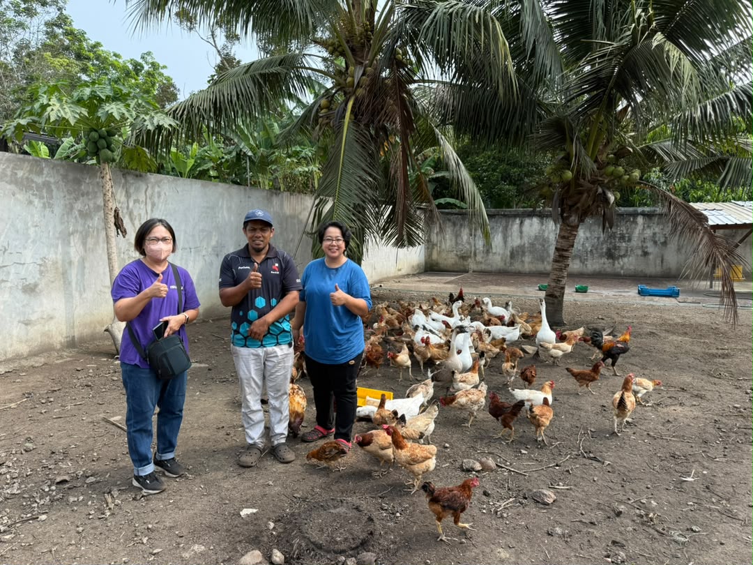 Support from Local Avocado Entrepreneurs in Tenom