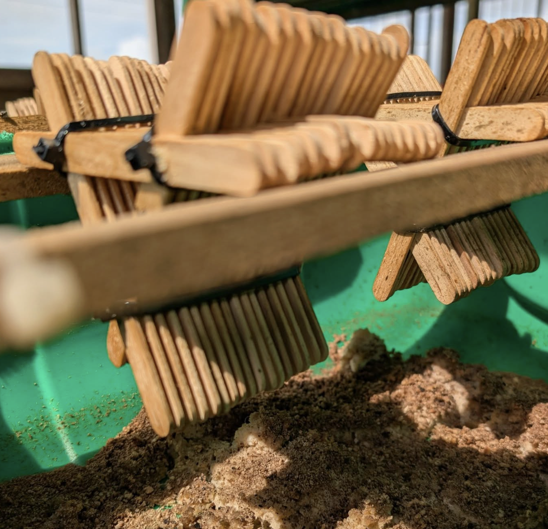 BSF rearing trays on the farm