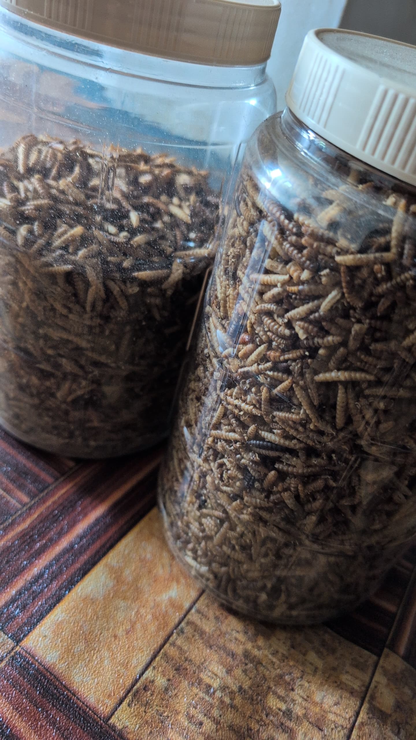 Dried Larvae Bottle