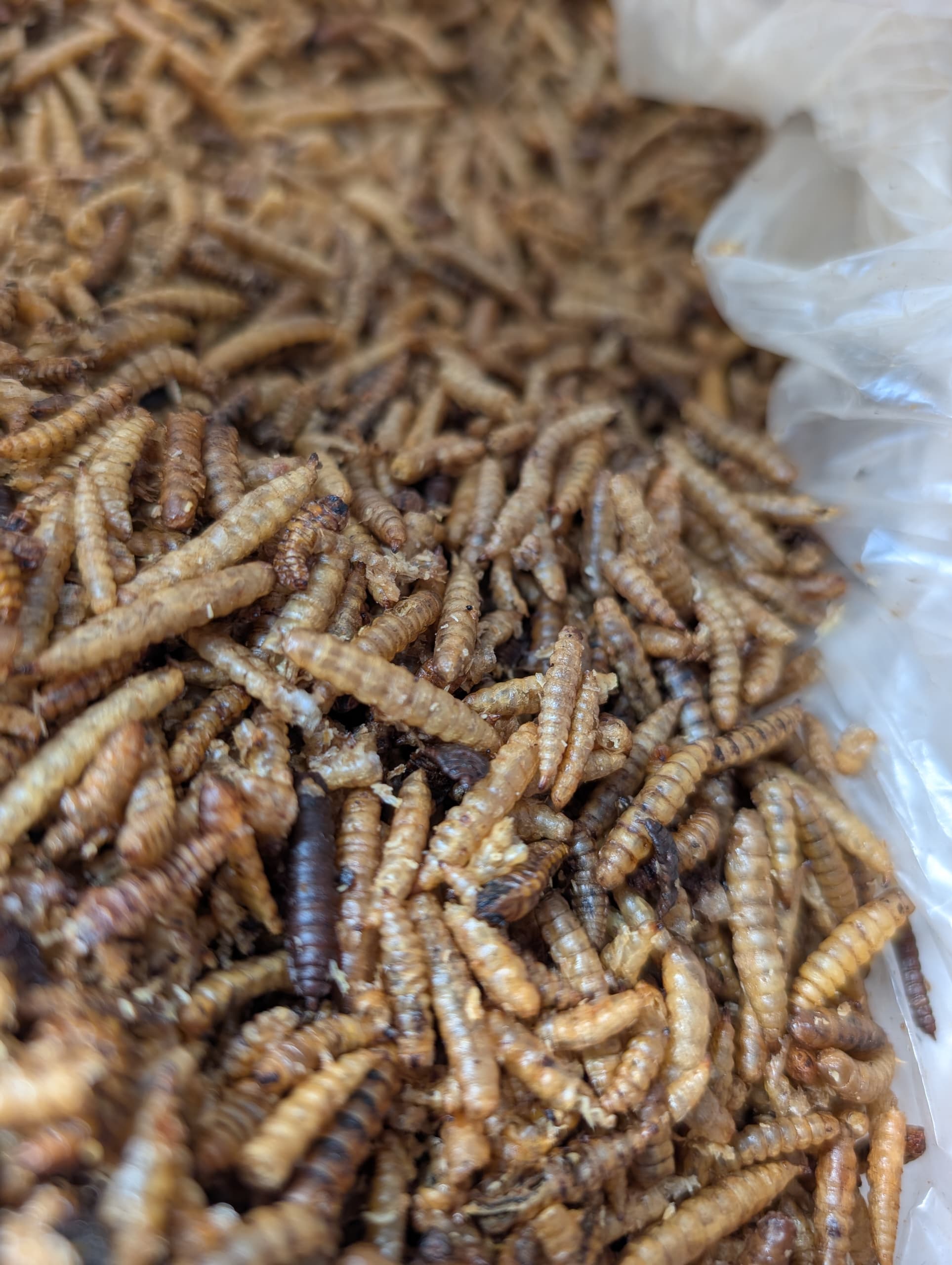 Larvae Meal